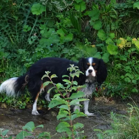 Rekreacny Dom Tyrkys Poprad