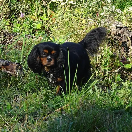 Holiday home Rekreacny Dom Tyrkys *